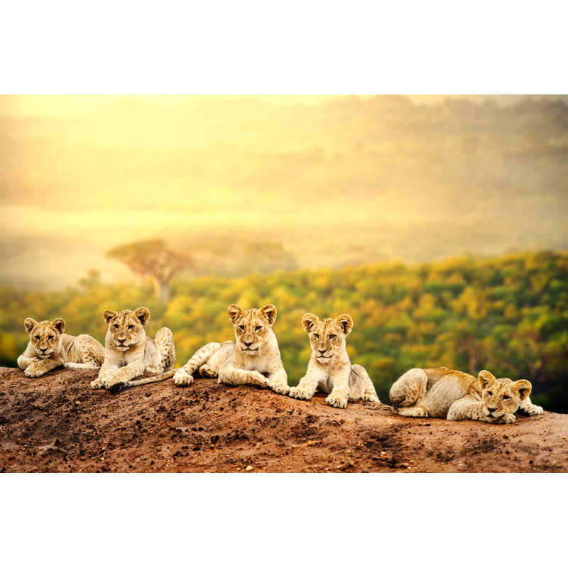 Lion Cubs par Karelnoppe - Photographie sur toile tendue, L 12 po x H 8 po