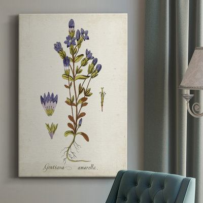 Antique Herb Botanical II - Wrapped Canvas Graphic Art