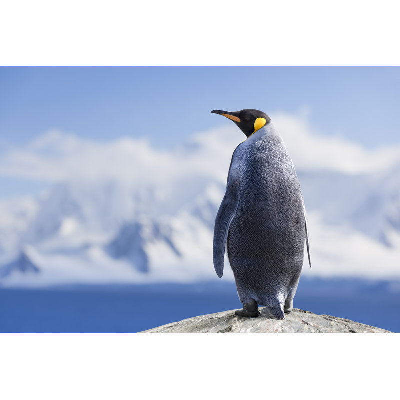 Antarctica King Penguin Head by Grafissimo - Wrapped Canvas Print, 20cm H x 30cm W