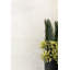 BD Tilly Lace 12X12 Wall Tile
