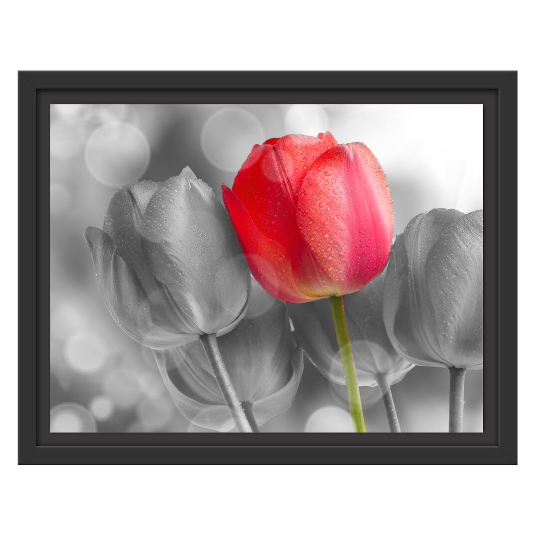 Gerahmtes Wandbild Wunderschöne Tulpen