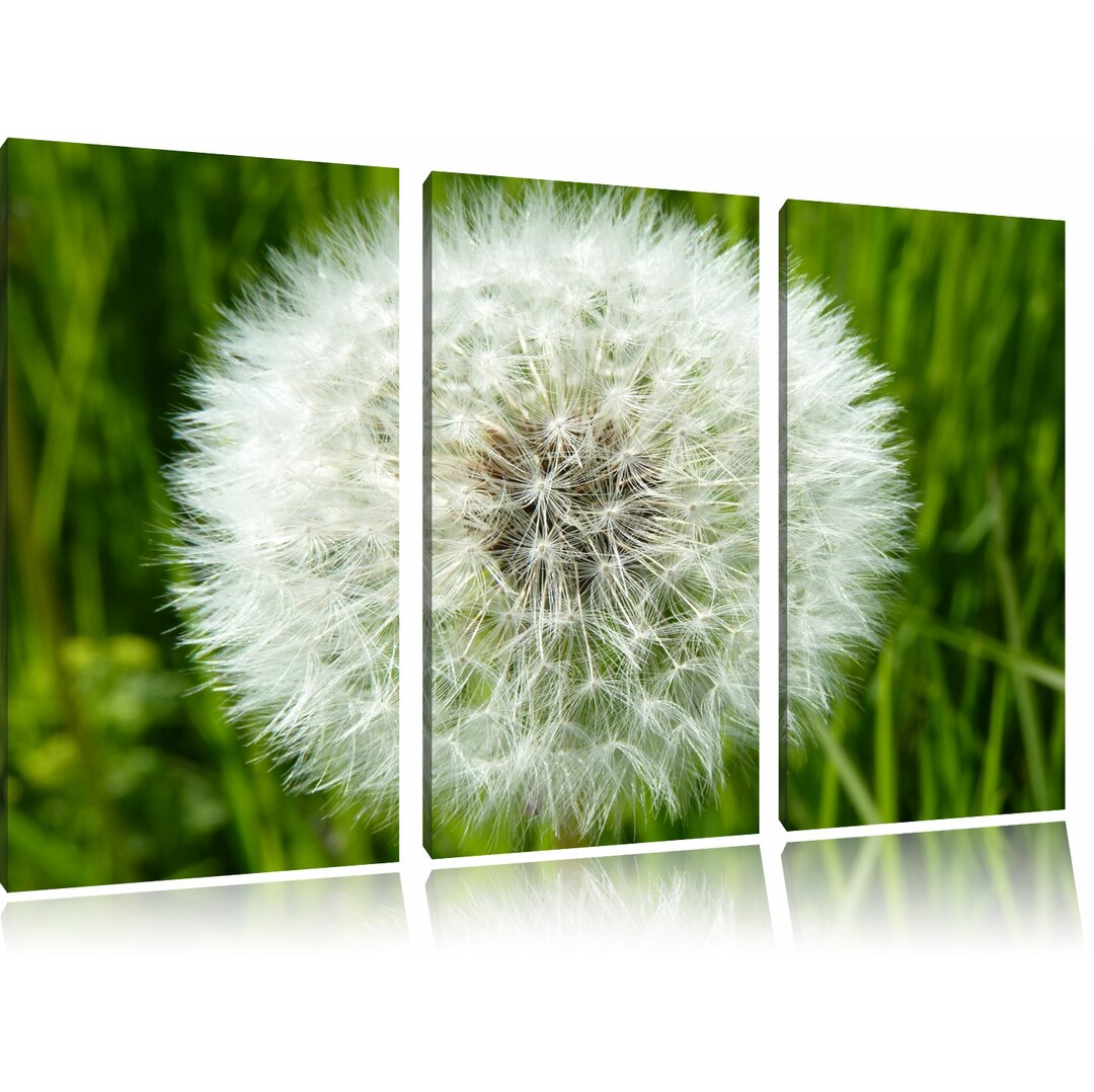 3-tlg. Leinwandbilder-Set „Klassische Pusteblume“, Fotodruck