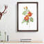 Austrian Briar Rose by Pierre-Joseph Redoute - Single Picture Frame Painting-55456916-55456917