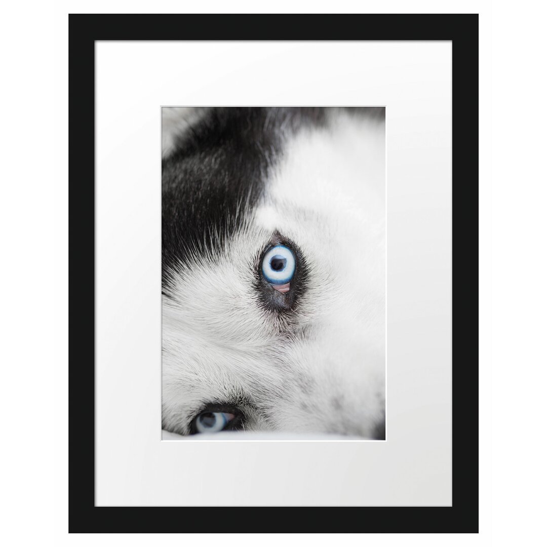 Gerahmtes Poster Husky mit Eisblauen Augen