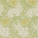 Chrysanthemum Wallpaper