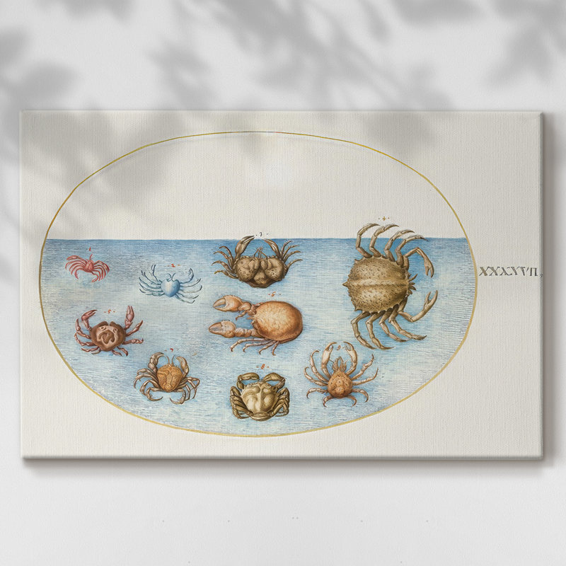 Hoefnagel Sea Vignettes VI - Cavas enveloppés de galerie, 24 x 36