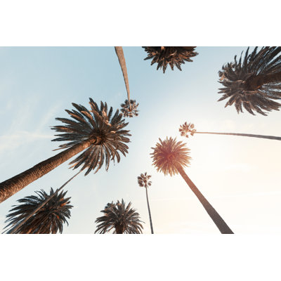 Palmiers à Beverly Hills, Californie par Stellalevi