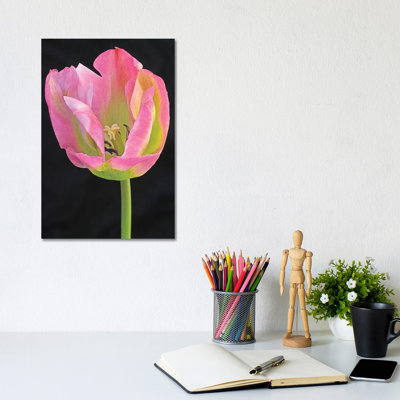 Pastel Tulip by Brian Wolf - Wrapped Canvas Print