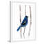 «Indigo Bunting» par Christine Lindstrom, reproduction d'art sur papier encadrée-1334891840