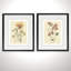 « pressed pansy »-2 pièces, ensemble de 2 reproductions de photos sur papier-28785925