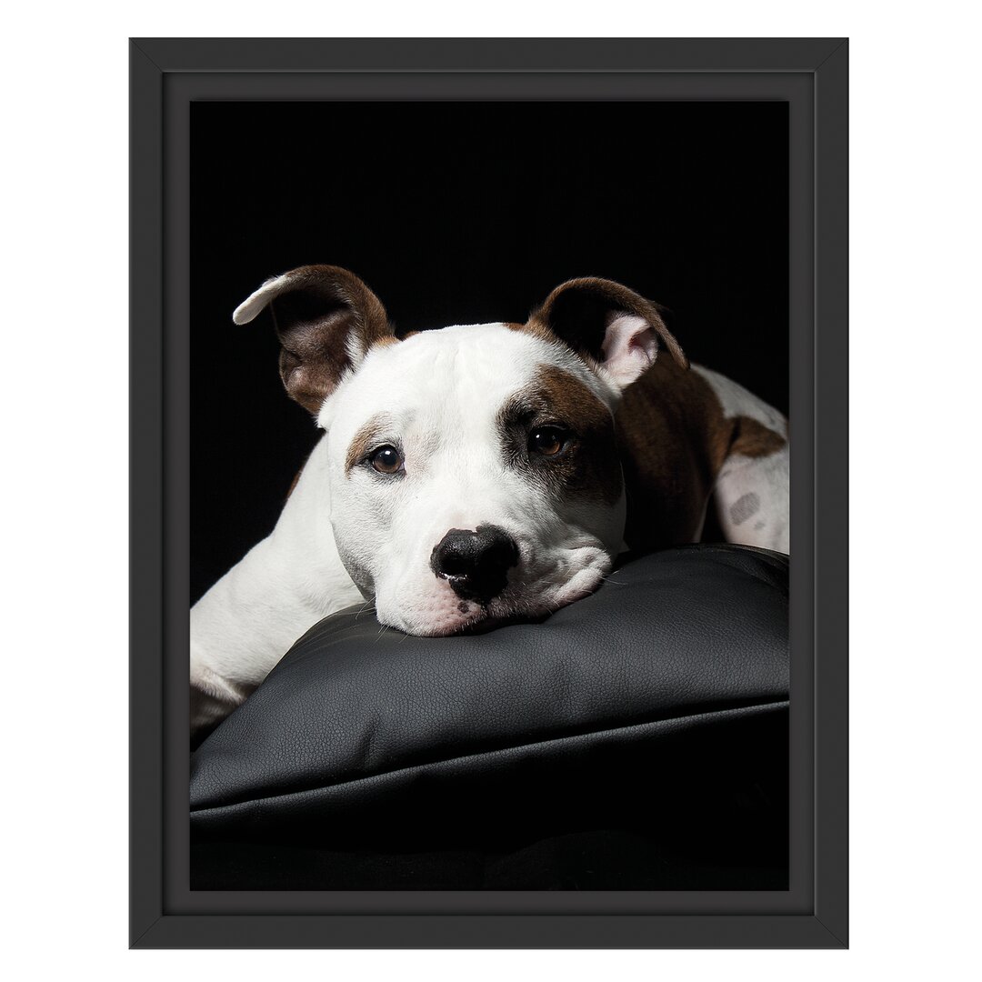 Gerahmtes Wandbild Dark Süßer American Staffordshire