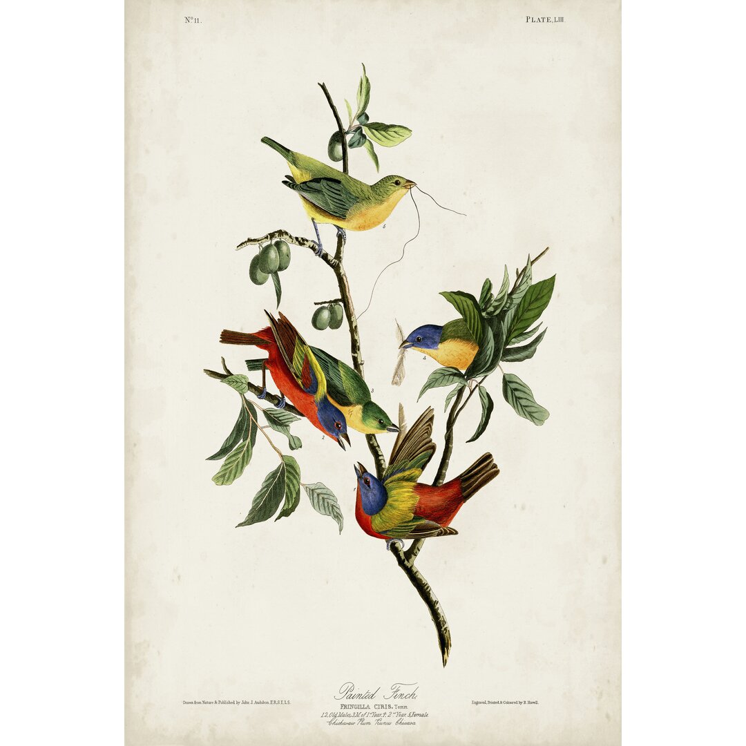 Leinwandbild Pl 53 Finch von John Audubon