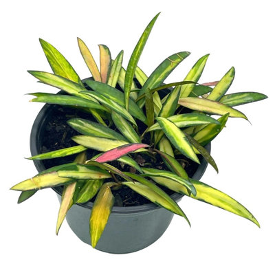 Variegated Wayetii Rare Hoya 6 Inch