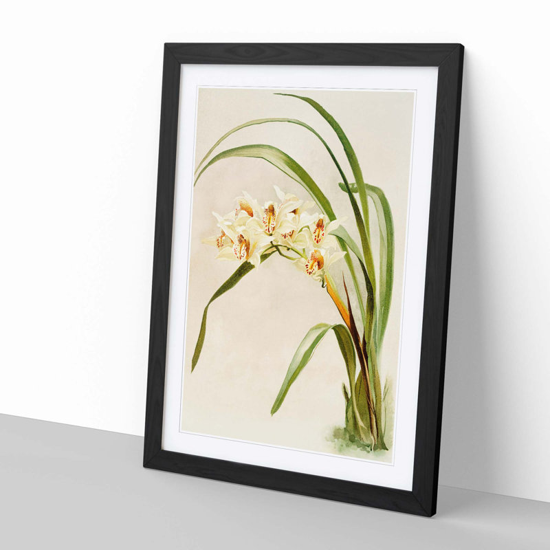 Magnolia Flowers Illustration Tab. 75 by Frederick Sander - Picture Frame Painting Print, Black, 76cm H x 50cm W x 2cm D