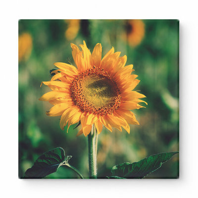 Holst tournesol - art mural carré sur toile