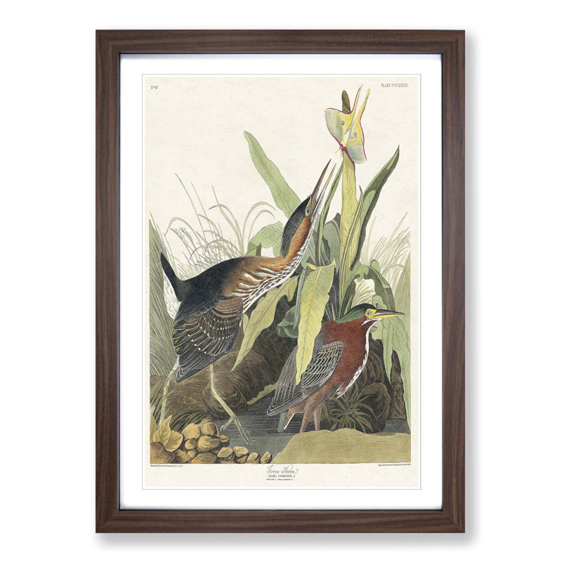 Green Heron by John Audubon - Picture Frame Painting Print on MDF, 65cm H x 48cm W x 2cm D, Walnut Framed