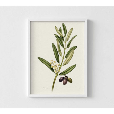 Reproduction d'art botanique: Illustration d'une branche d'olivier - prête à être accrochée
