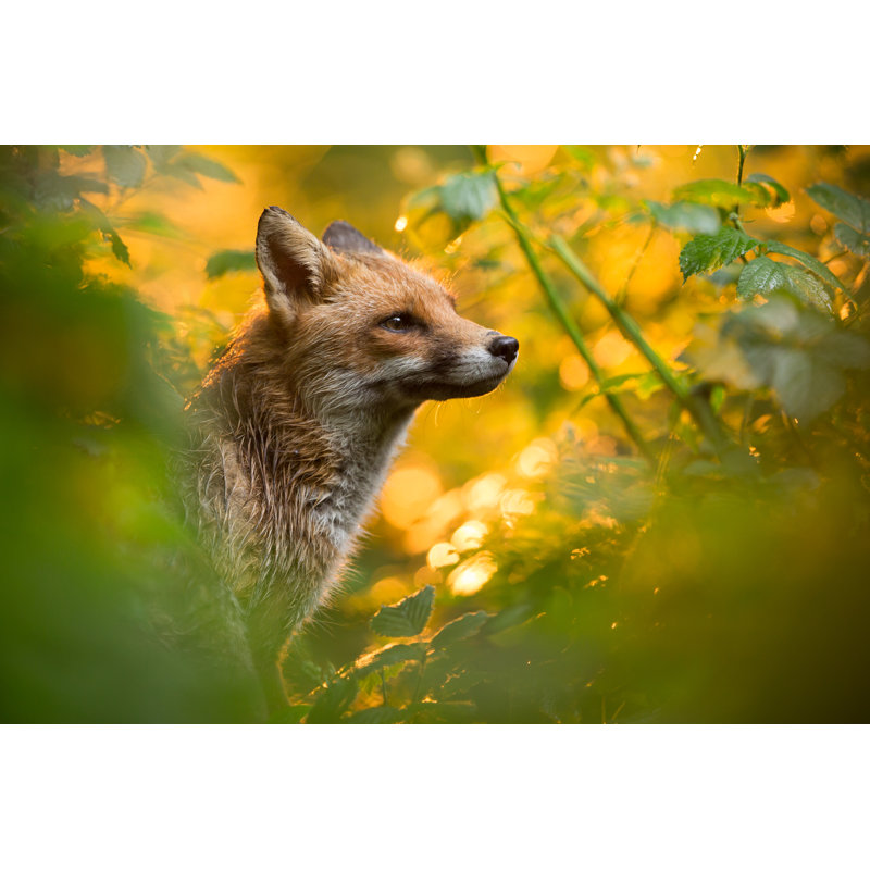 Red Fox by DamianKuzdak - No Frame Art Prints on Canvas, 20cm H x 30cm W