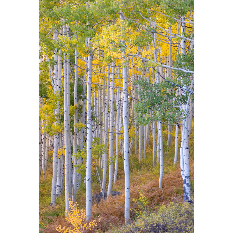 Aspen Tree in Autumn by Kencanning, 12" H x 8" W