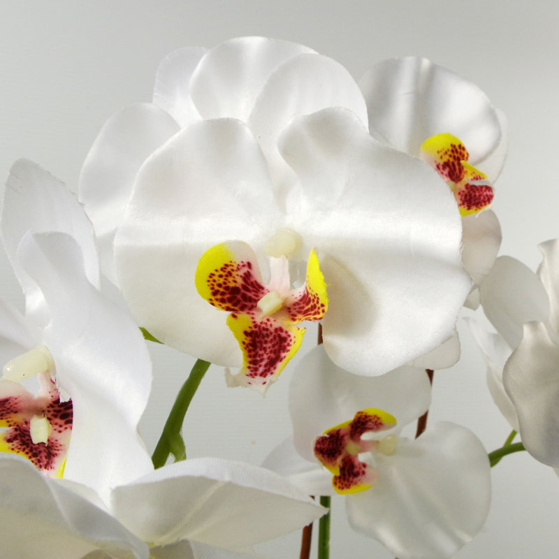 Angelean 65cm Plant
