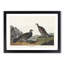 Dusky Grouse by John James Audubon - Picture Frame Painting Print-55547243-55547242