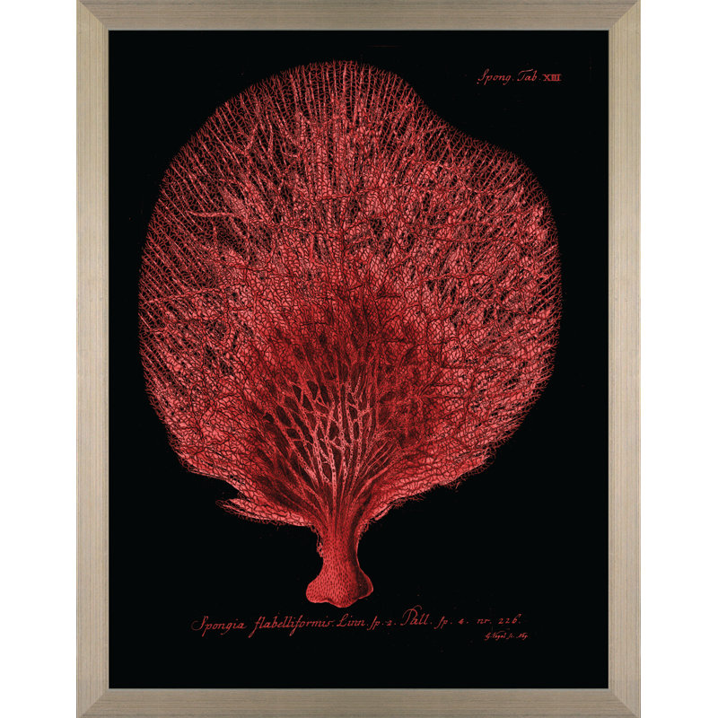 Flabellum On Black I Print