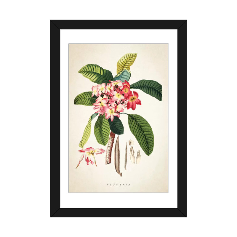 «Plumeria Botanical Print», impression sur toile, H 24 po x l 16 po x P 1 po, Papier beaux-arts encadré noir, Blanc