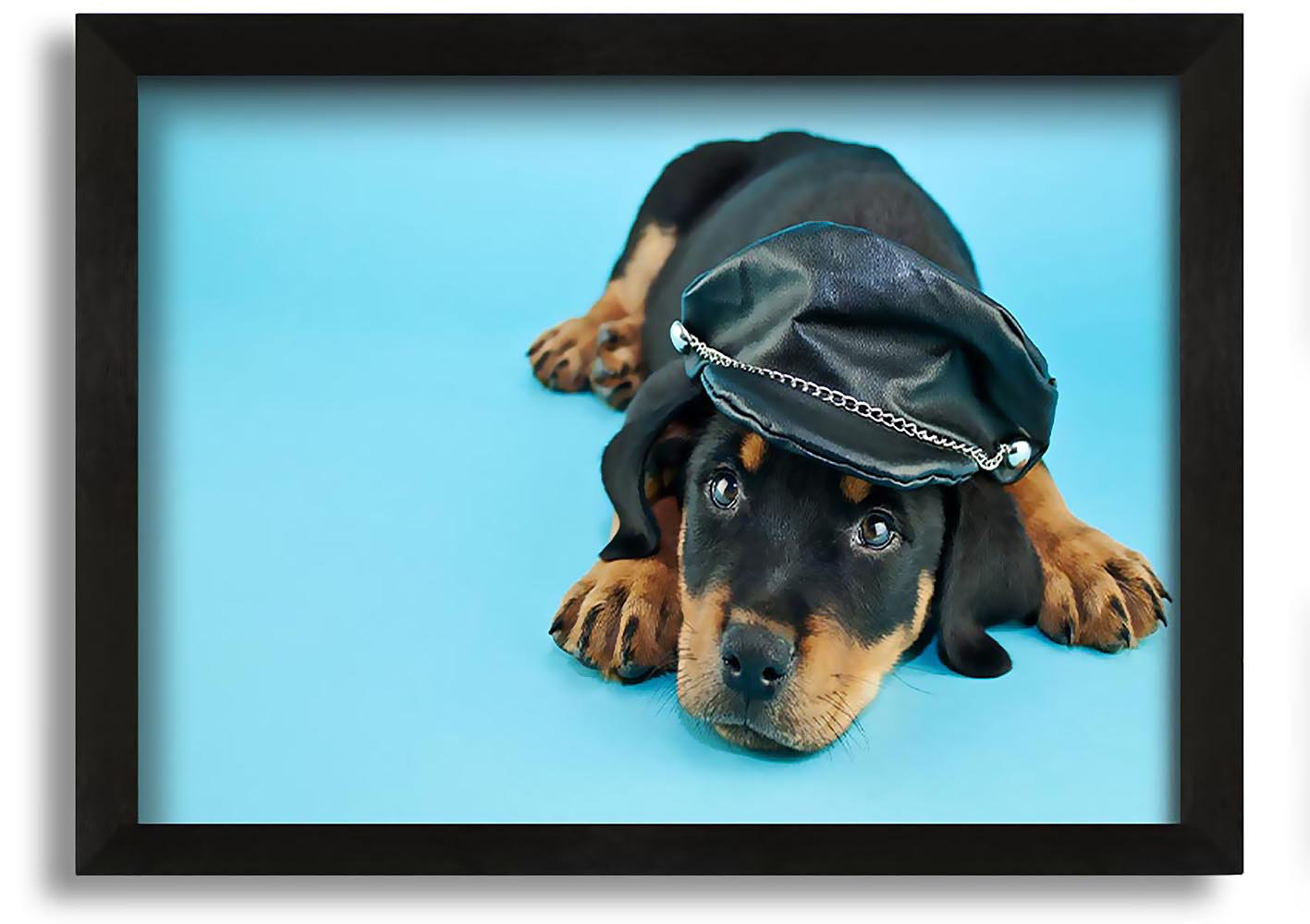 Rottweiler puppy outlet online purchase