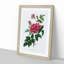 French Rose Illustration - Picture Frame Painting Print-55724314-55724313