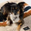 Pet Comfort Cushion-1011461094-1011461093