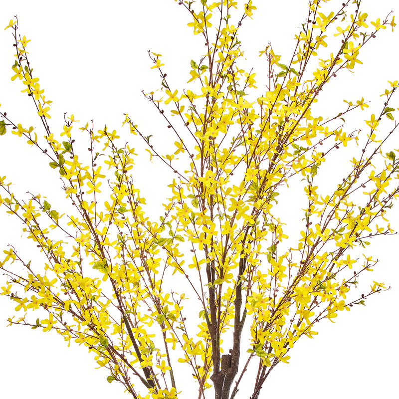 6' Forsythia Tree