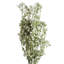 Aneris Arrangement