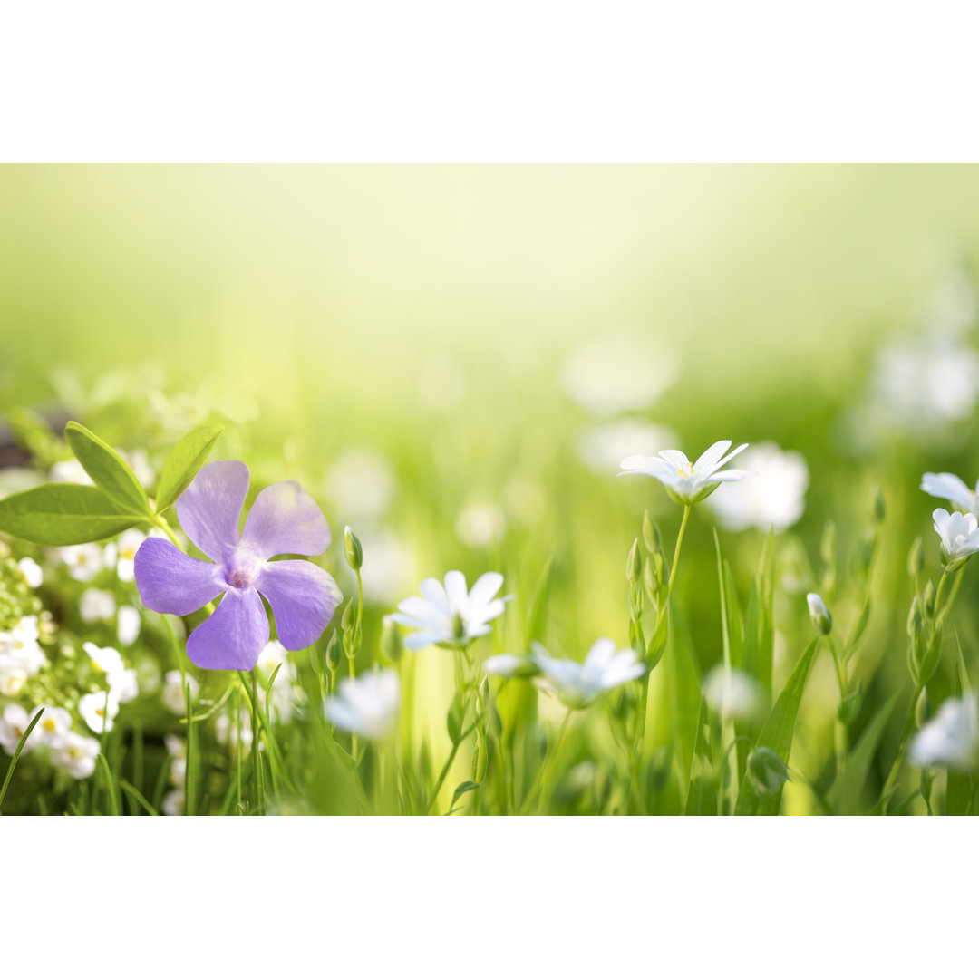 Schöne Blume auf dem Feld von Zeljkosantrac - Kunstdrucke ohne Rahmen auf Leinwand