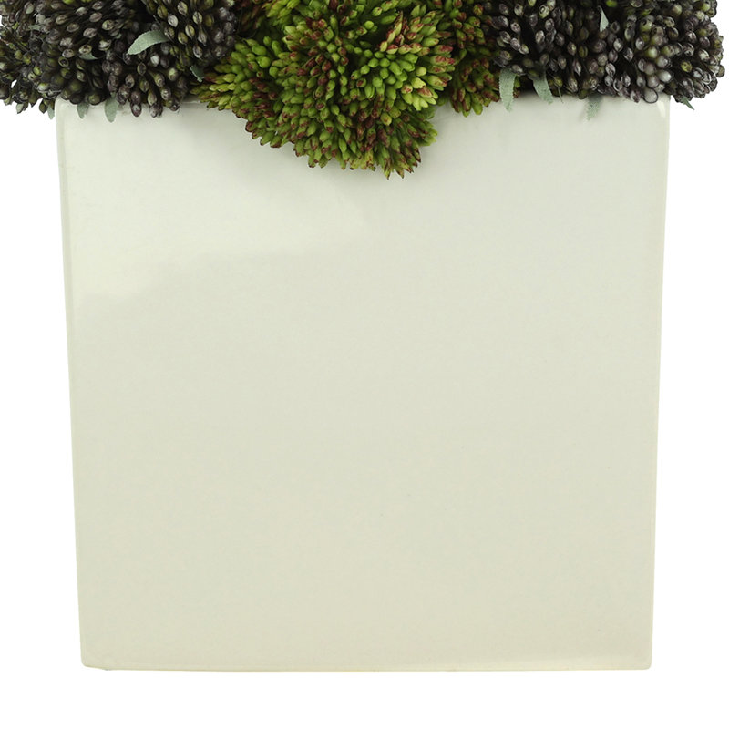 Assortiment de pots Sedum