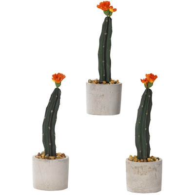 Mini plante de plancher en cactus mini colonne dans un pot de fleurs