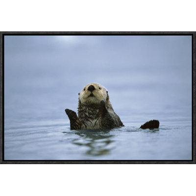 " Sea Otter "