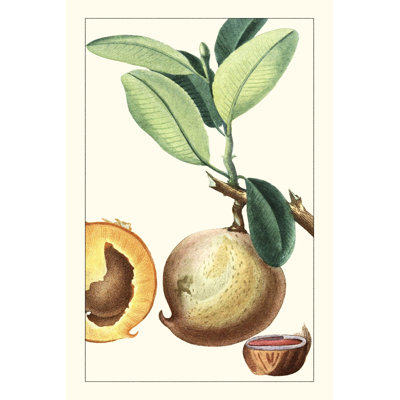 Turpin exotique botanique II