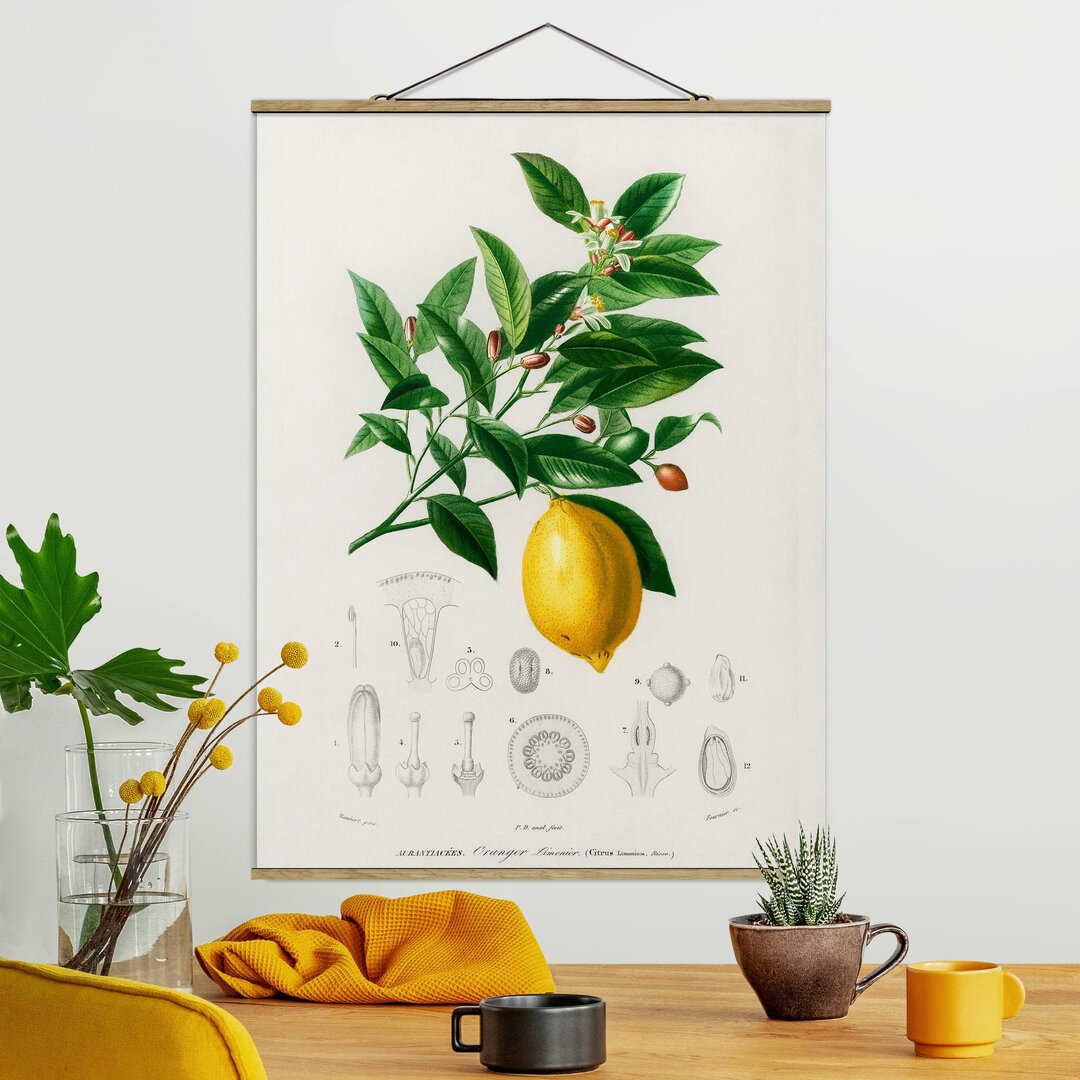 Kunstdruck Botany Vintage Illustration Lemon