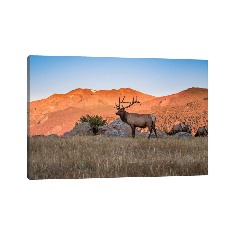 Elk in the Rocky Mountains 1 Piece Wrapped Canvas Wall Art, 30.48 cm H x 45.72 cm W