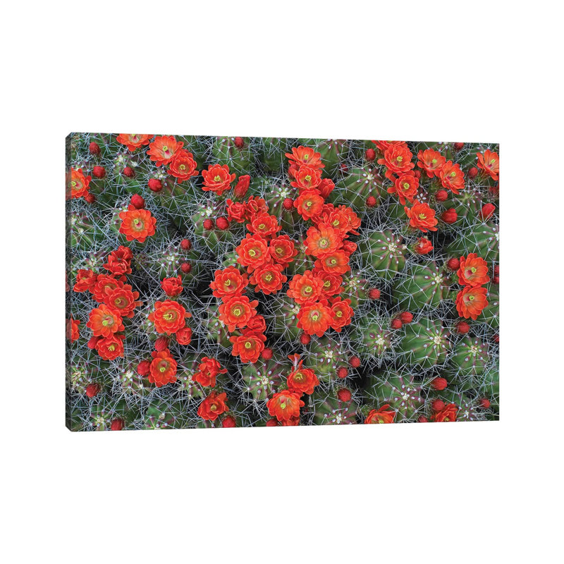 Claret Cup Cactus Detail of Flowers in Bloom 1 Piece Wrapped Canvas Wall Art, 66.04 cm H x 45.72 cm W x 1.91 cm D