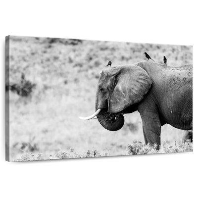 Elephant And Friends