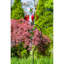 Piquet de jardin Dorvilus