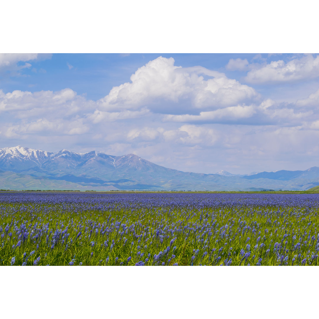 Field Of Camas Lilies von KyleBrutke - Leinwandbild