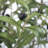 Faux Olive Tree Plant in Plastic Planter-65804285