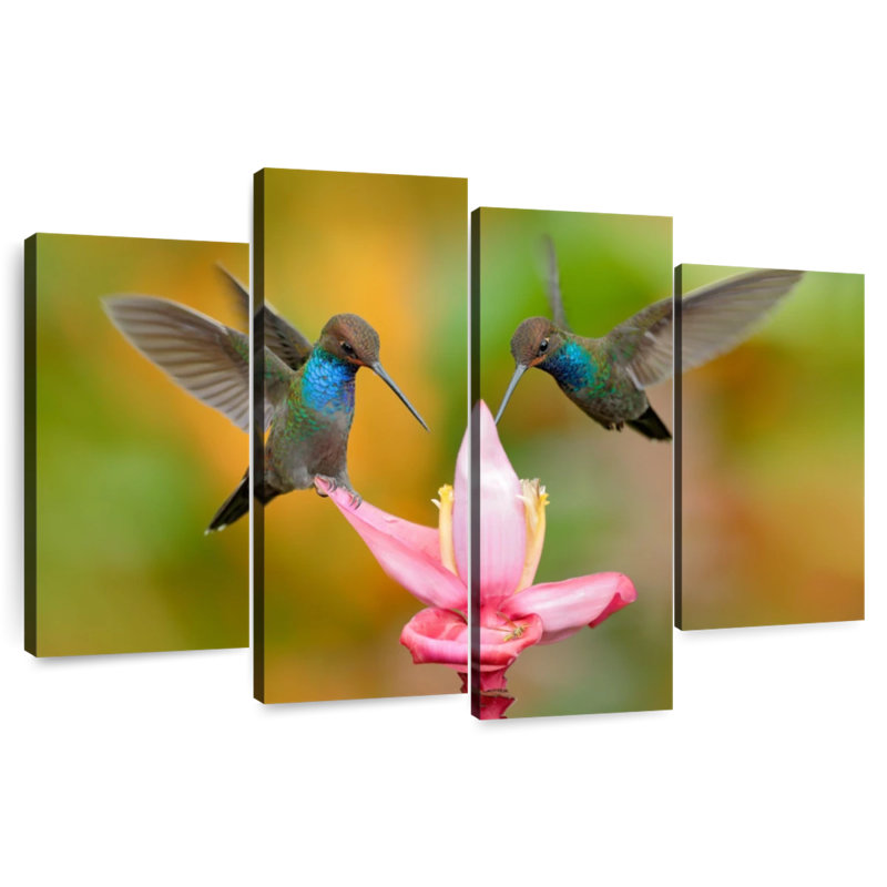 Colibris à queue blanche Brampt, H 32 po x l 52 po