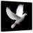 Brampt White Dove-109214539
