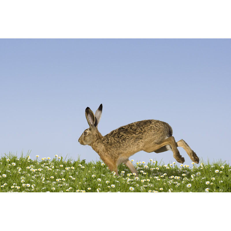 Easter Bunny Running by Leoba - Wrapped Canvas Print, 30cm H x 46cm W