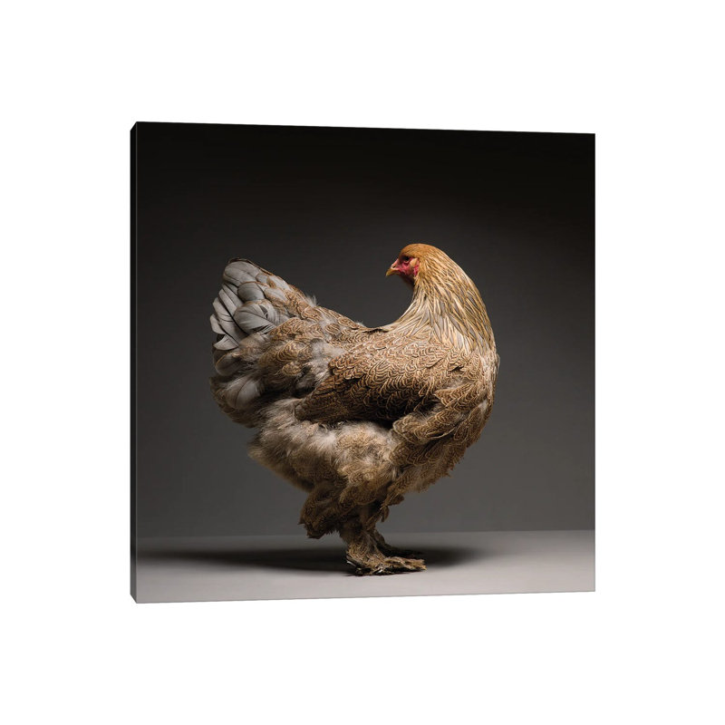 Brahma by CHICken - Wrapped Canvas Print, 45.72 cm H x 45.72 cm W x 3.175 cm D