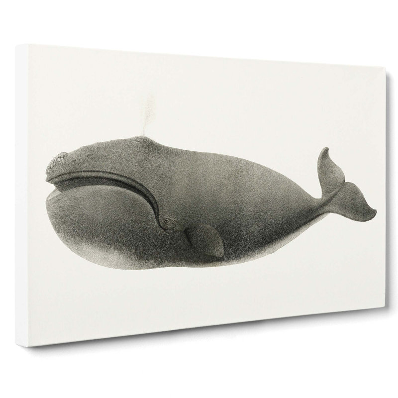 North Pacific Whale by C.M. Scammon - Wrapped Canvas Print, 35cm H x 50cm W x 3cm D