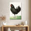 Poulet noir debout Brampt-108427925